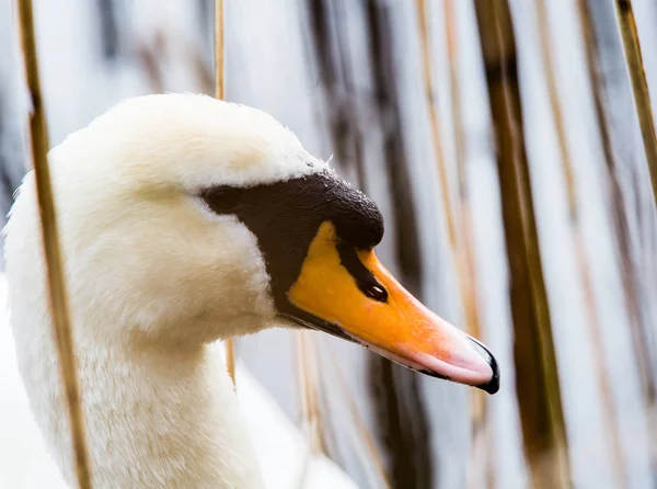 Vackra svanar simmar i dammen — Stockfoto