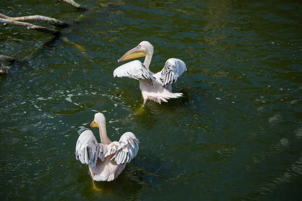 Beautiful pelicans in the park — Stock Photo, Image