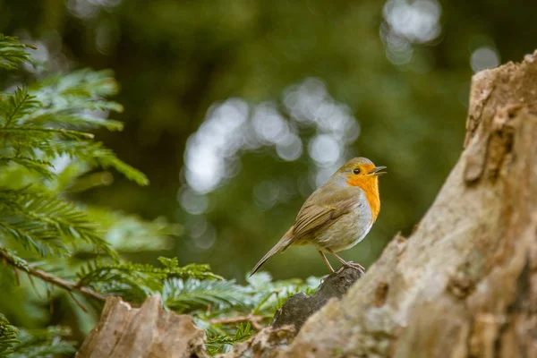 A beautiful robin in the park — Stock Photo, Image
