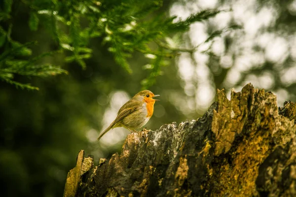 Parkta güzel ardıç kuşu — Stok fotoğraf