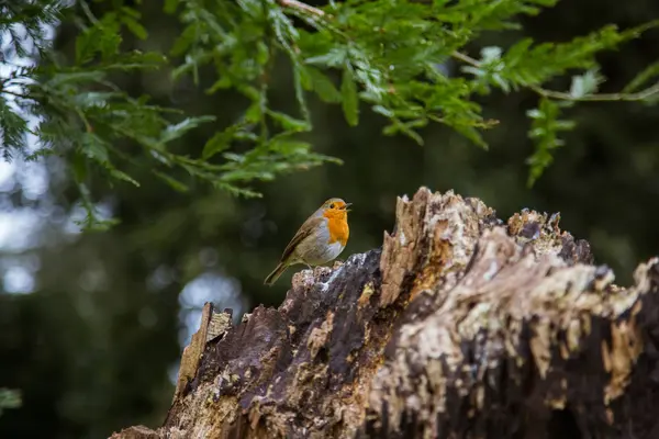 Un hermoso petirrojo en el parque — Foto de Stock