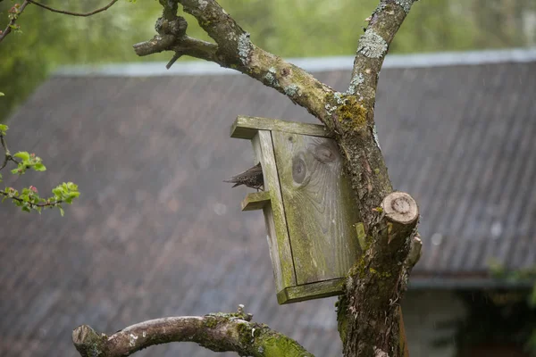 Um belo estorninho comum na casa dos pássaros em uma árvore — Fotografia de Stock