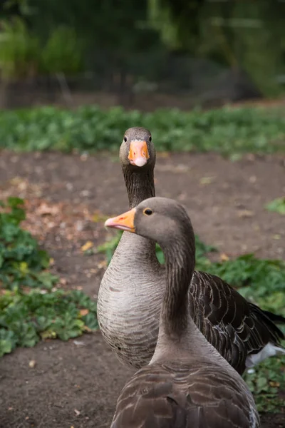 Belles oies dans le parc — Photo