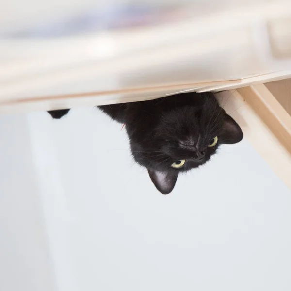 Een mooi portret van een zwart katje — Stockfoto
