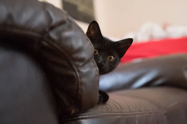 Ein schönes Porträt eines schwarzen Kätzchens — Stockfoto