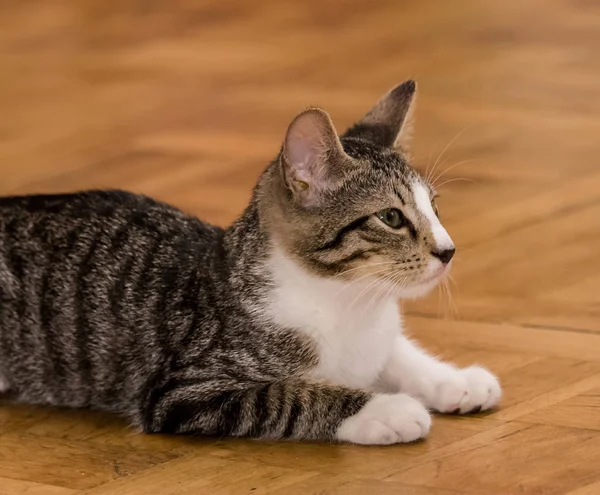 A beautiful portrait of a tabby kitten — Stock Photo, Image