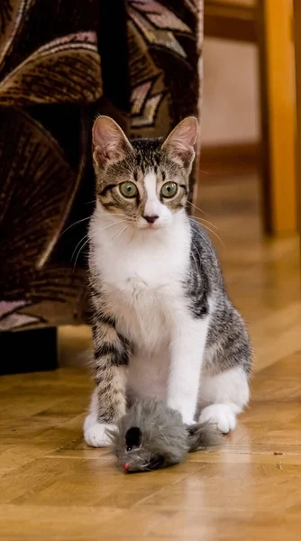 A beautiful portrait of a tabby kitten — Stock Photo, Image