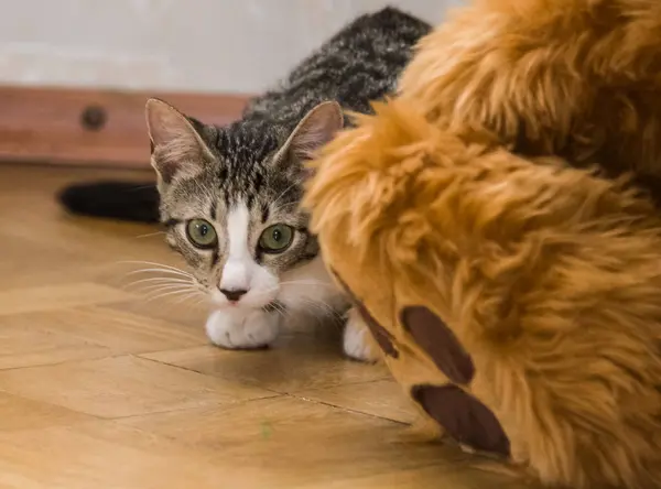 Ett vackert porträtt av en tabby kattunge — Stockfoto