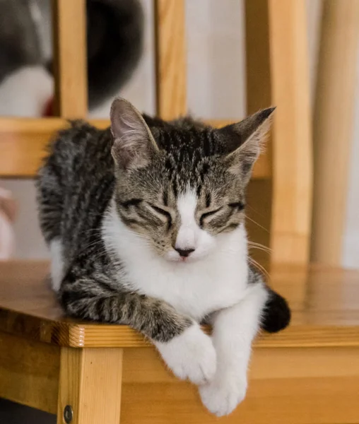 Ett vackert porträtt av en tabby kattunge — Stockfoto