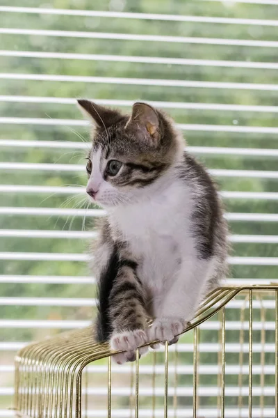 Um lindo gatinho de mesa brincando em uma gaiola de pássaro — Fotografia de Stock