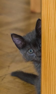 Şirin Rus mavi kedi yavrusu güzel bir portresi