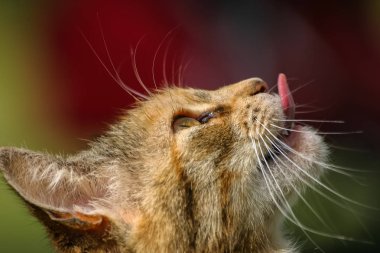 Bahar adlı çayırda uykulu bir turuncu tekir kedi