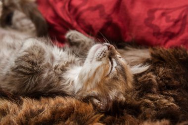 Bir kürk battaniye uyku üç renkli kedi yavrusu