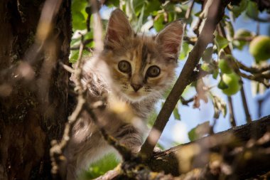 Renkli bir kedi yavrusu ağaçta tırmanma