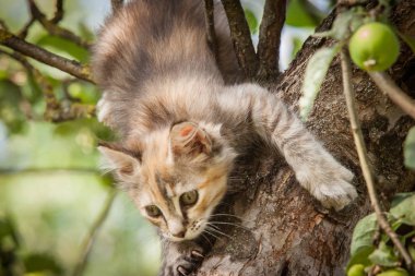 Renkli bir kedi yavrusu ağaçta tırmanma