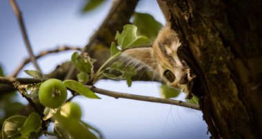 Renkli bir kedi yavrusu ağaçta tırmanma