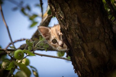 Renkli bir kedi yavrusu ağaçta tırmanma