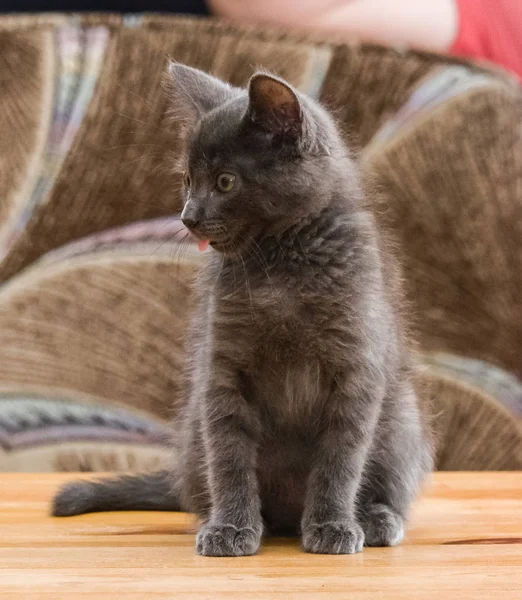 A beautiful Russian blue kitten with a tongue sticking out — Stock Photo, Image