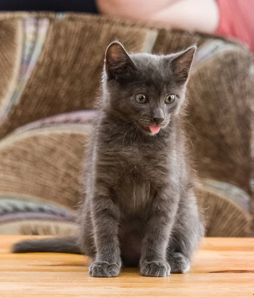 突き出して舌で美しいロシア ブルー子猫 — ストック写真