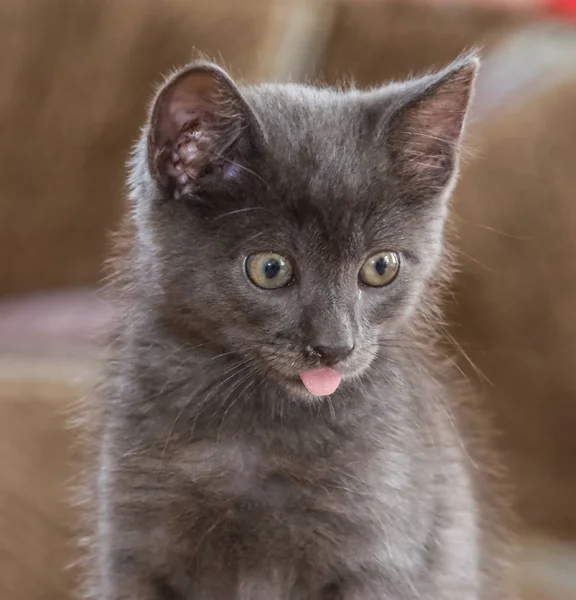 A beautiful Russian blue kitten with a tongue sticking out — Stock Photo, Image