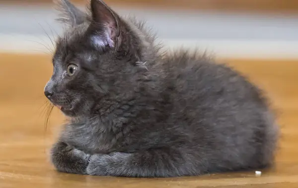 A beautiful Russian blue kitten with a tongue sticking out — Stock Photo, Image