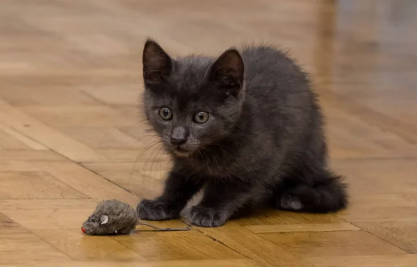 ねずみのおもちゃで遊ぶ美しいロシア ブルー子猫 — ストック写真