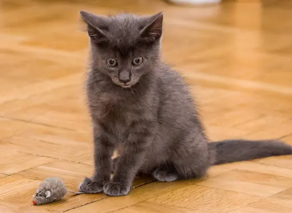 A beautiful Russian blue kitten playing with a toy mouse — Stock Photo, Image