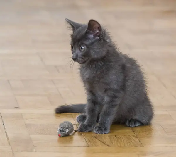 ねずみのおもちゃで遊ぶ美しいロシア ブルー子猫 — ストック写真