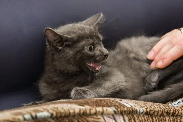 Um lindo russo azul gatinho meowing — Fotografia de Stock