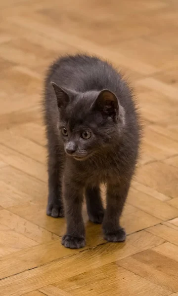 Un hermoso retrato de un lindo gatito azul ruso —  Fotos de Stock