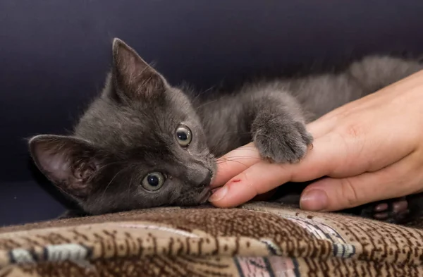 A beautiful portrait of a cute Russian blue kitten — Stock Photo, Image