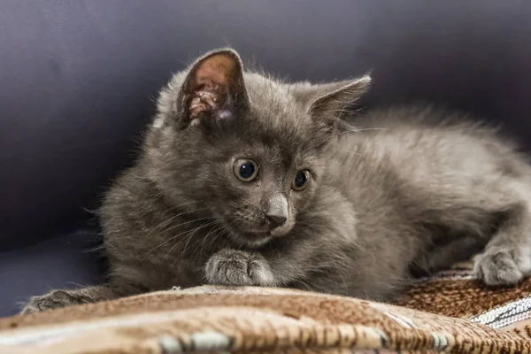 A beautiful portrait of a cute Russian blue kitten — Stock Photo, Image