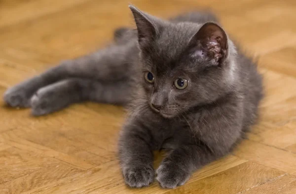 A beautiful portrait of a cute Russian blue kitten — Stock Photo, Image