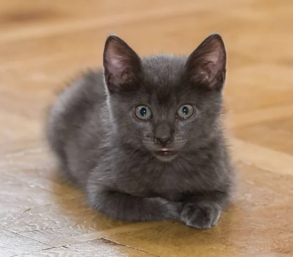 かわいいロシア ブルー子猫の美しい肖像画 — ストック写真