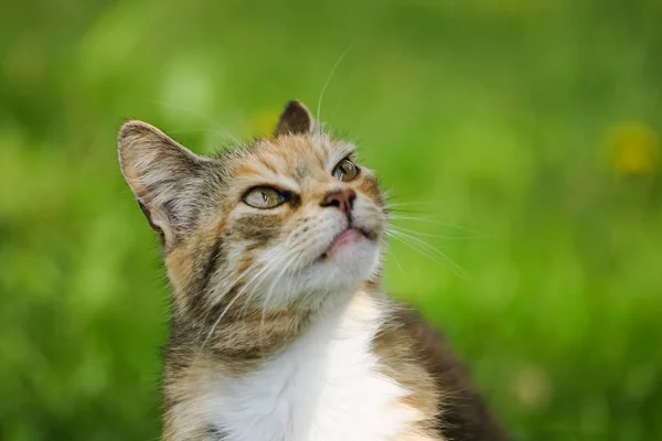 Eine verschlafene orange gestromte Katze auf der Wiese im Frühling — Stockfoto