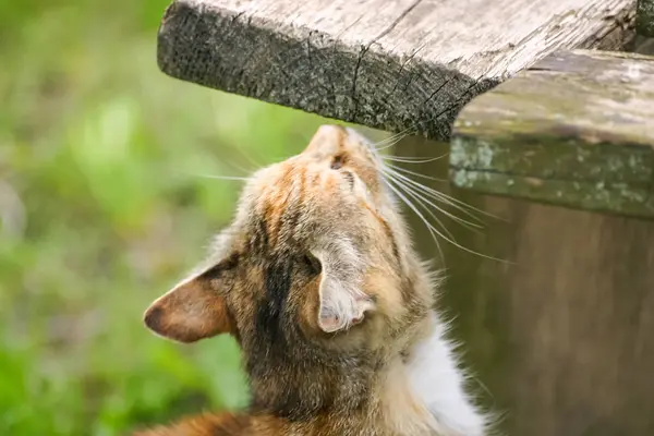 Eine verschlafene orange gestromte Katze auf der Wiese im Frühling — Stockfoto