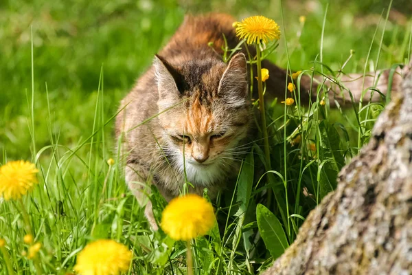 Um gato dorminhoco laranja no prado na primavera — Fotografia de Stock