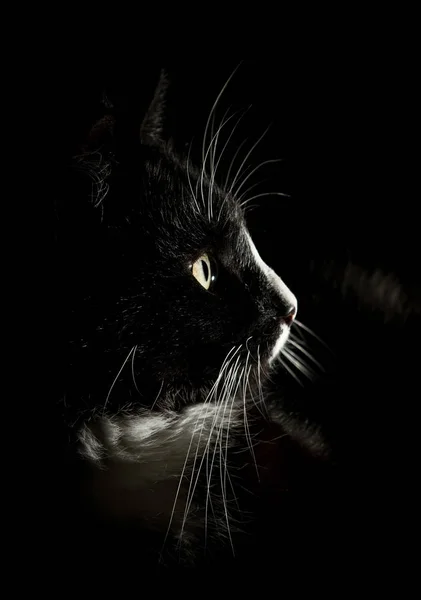 Siyah beyaz bir kedi güzel bir portresi