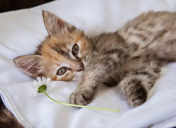 Любопытный котенок играет с маргариткой — стоковое фото
