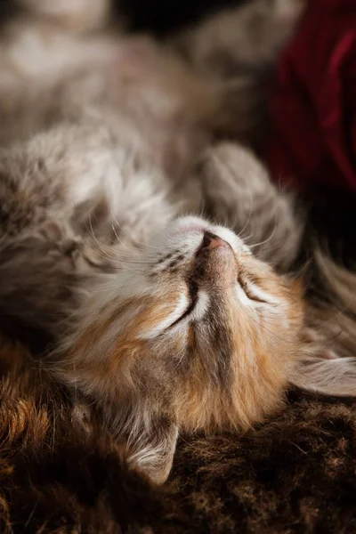 Un gatito de tres colores durmiendo en una manta de piel — Foto de Stock