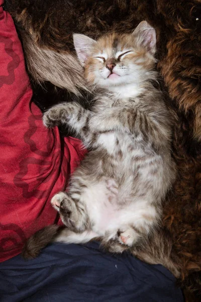 Ein dreifarbiges Kätzchen, das auf einer Felldecke schläft — Stockfoto