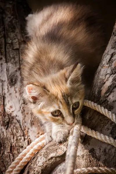 Ein buntes Kätzchen klettert in den Baum — Stockfoto