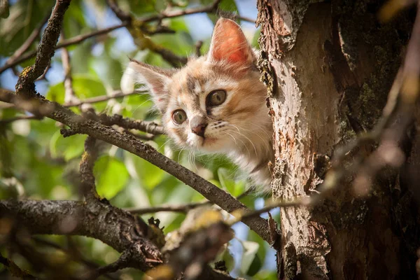 Um gatinho colorido escalando na árvore — Fotografia de Stock