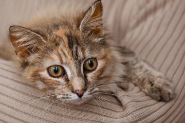 Kabarık üç renkli kedi güzel bir portresi