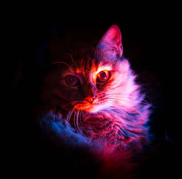 Zweifarbiges Porträt einer flauschigen Katze — Stockfoto