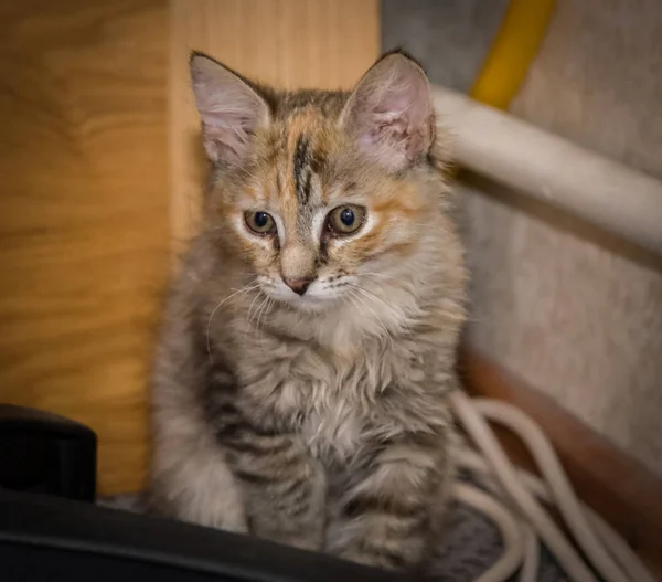 Un beau portrait d'un mignon chaton tri coloré — Photo