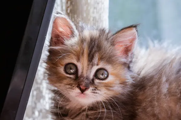 Egy aranyos tri színű cica szép portréja — Stock Fotó