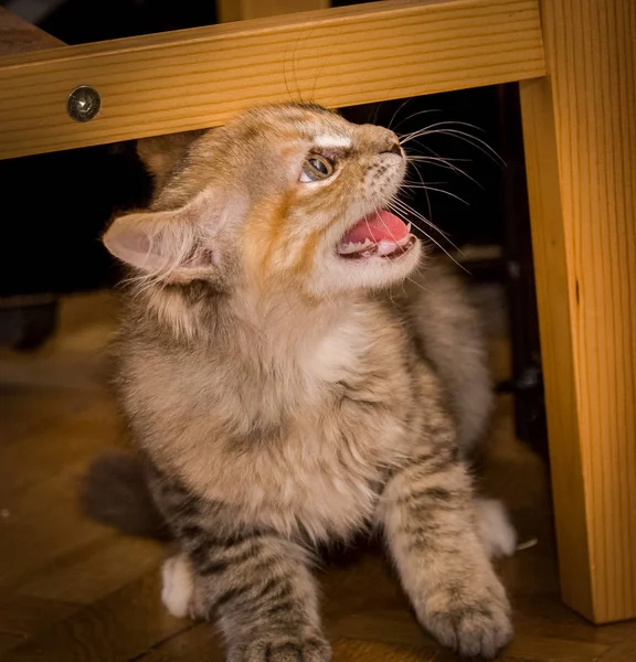 Ett porträtt av en tre färgade meowing kattunge på golvet — Stockfoto