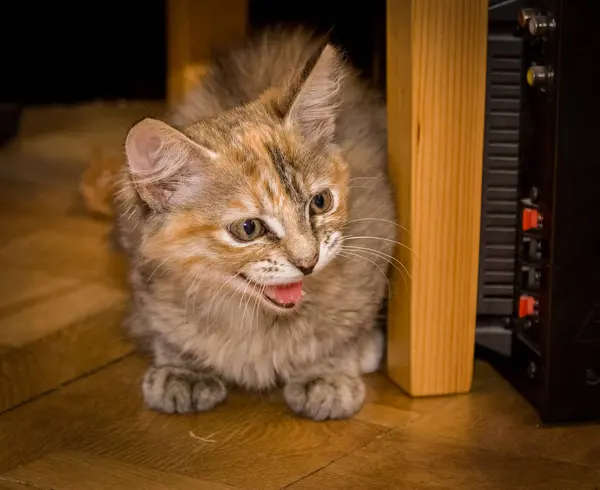 Um retrato de um gatinho de três cores meowing no chão — Fotografia de Stock