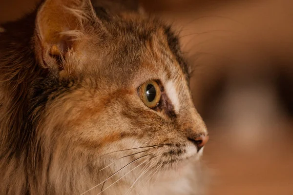 Ein schönes Porträt einer flauschigen dreifarbigen Katze — Stockfoto